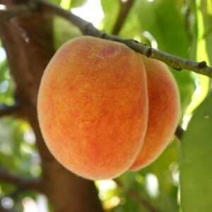 Peach Tasty Zee - Pb12