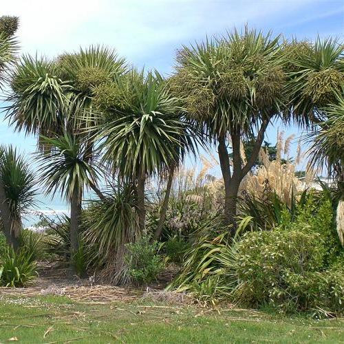 Cordyline australis, Cabbage Tree - Pb28