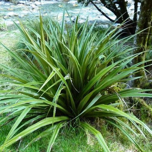 Astelia fragrans, Kakaha - 1Ltr (5/15)