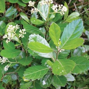 Pennantia corymbose, Bellbird Tree - Pb5