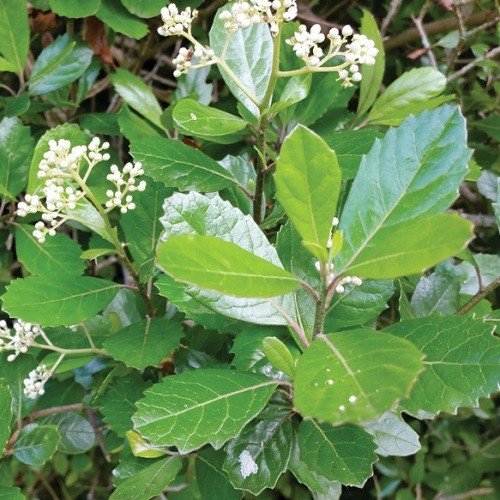 Pennantia corymbose, Bellbird Tree - Pb5 - Image 2