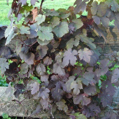 Vitis v. Purpurea, Purple-Leafed Vine - Pb6.5