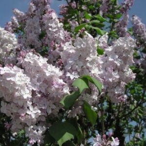 Syringa Clarks Giant, Lilac - Pb12/Pb18
