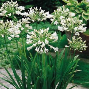 Agapanthus Snowdrops - Pb5