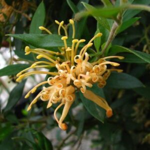 Grevillea Deua Gold - Pb6.5