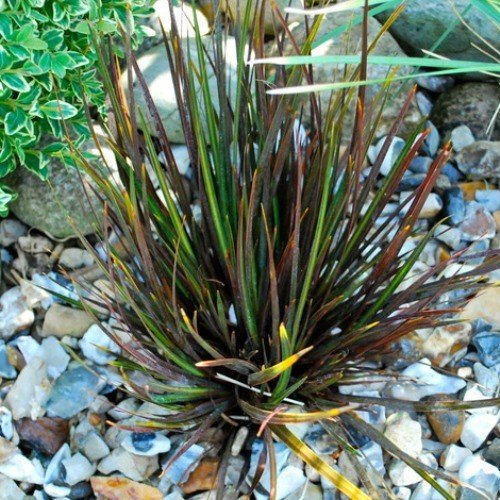 Libertia Taupo Blaze - Pb6.5 - Image 2