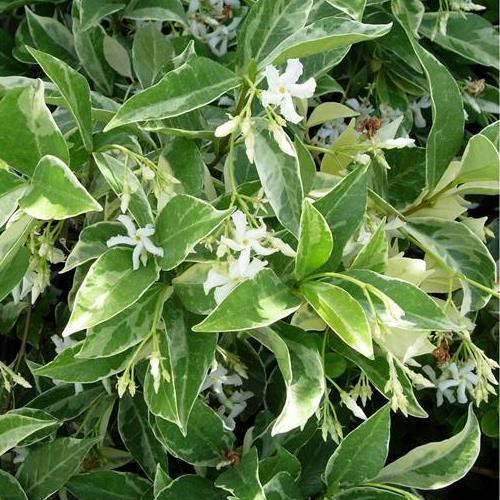 Trachelospermum Variegata, Variegated Star Jasmine - Pb3/Pb5 (40/50)