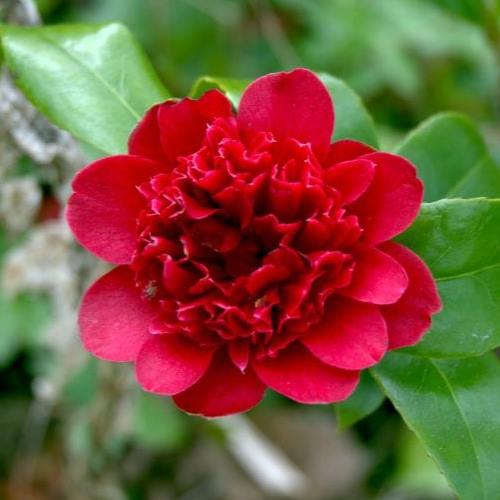 Camellia Takanini - Pb5 (40/60) - Image 2