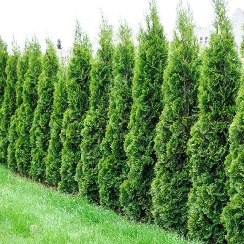 Thuja Smaragd, White Cedar - Pb6.5 (40/60)