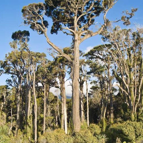 Dacrycarpus dacrydiodes, White Pine - Pb6.5 - Image 2