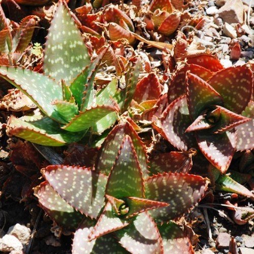 Aloe latifolia - 2Ltr - Image 2