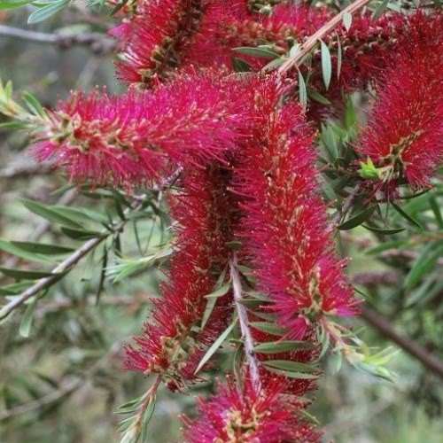 Callistemon Genoa Glory - Pb6.5 - Image 2