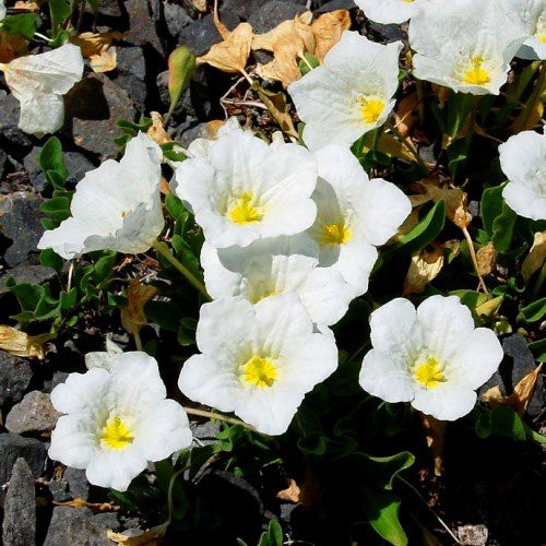 Nierembergia repens, Cupflower - Pb6.5