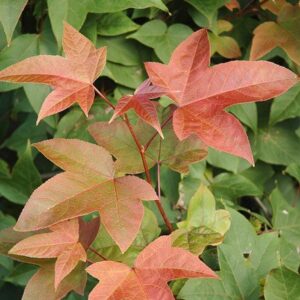 Liquidambar acalycina, Chang's Sweetgum - Pb28