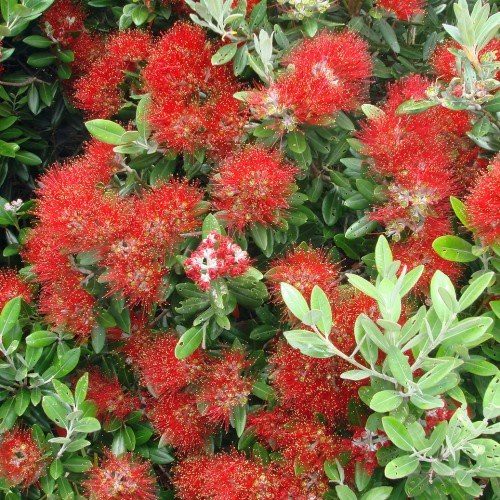 Metrosideros Maori Princess, Pohutukawa - Pb28