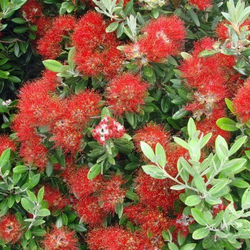 Metrosideros Maori Princess, Pohutukawa - Pb28 - Image 2