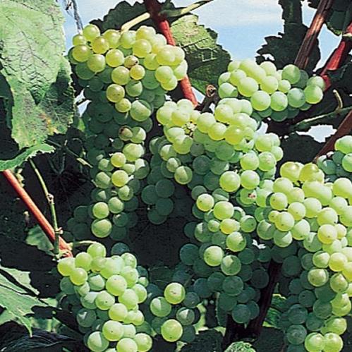 Grape Schuyler - Pb6.5 (60/150) - Image 2