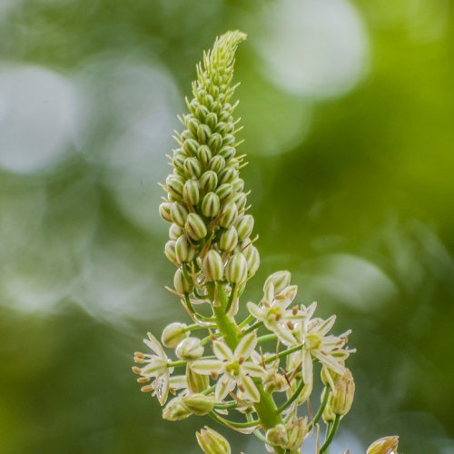Ornithogalum caudatum, False Sea Onion - Pb6.5 - Image 2
