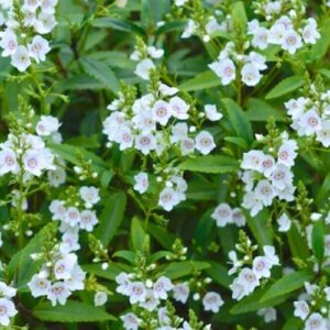 Parahebe Snowcap - Pb3/Pb5