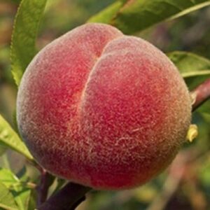 Peach Hobbs Late Red - Pb18