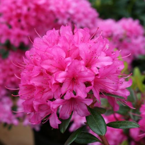 Azalea Ria Hardijzers - 1.25Ltr/Pb5 - Image 2