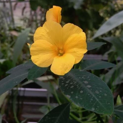 Reinwardtia Indica, Yellow Flax - 2.5l - Image 2