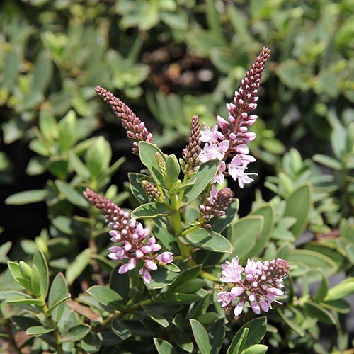 Hebe First Light - Pb5 - Image 2