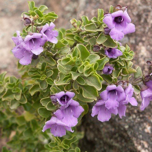 Prostanthera ovalifolia, Australian Mint Bush - Pb6.5