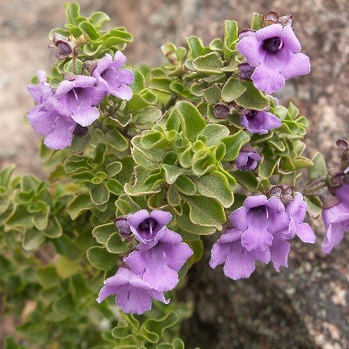 Prostanthera ovalifolia, Australian Mint Bush - Pb6.5 - Image 2