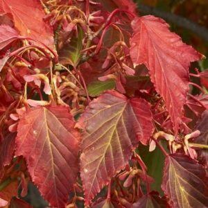 Acer davidii, David's Maple - Pb40