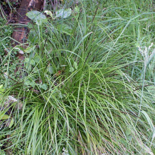 Uncinia uncinata, Hook Sedge - Pb5