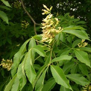 Aesculus flava, Yellow Buckeye - Pb12