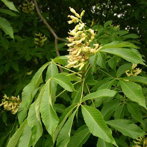 Aesculus flava, Yellow Buckeye - Pb12 - Image 2