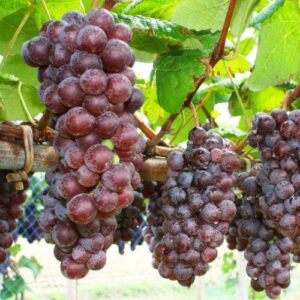 Grape Steuben - Pb6.5 60-70 cm