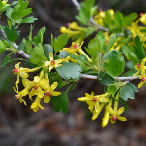 Ribes aureum, Golden Currant - Pb5 - Image 2