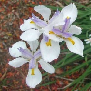 Dietes grandiflora - Pb5