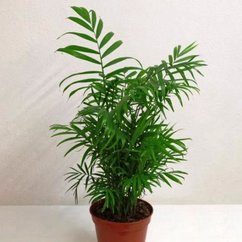 Chamaedora elegans, Parlour Palm (house plant)