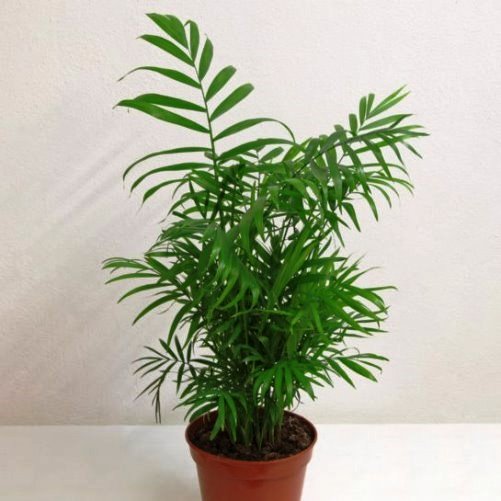 Chamaedora elegans, Parlour Palm (house plant) - Image 2