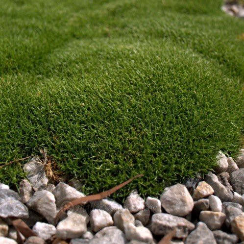 Scleranthus biflorus, Cushion-bush - 1.5Ltr