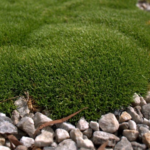 Scleranthus biflorus, Cushion-bush - 1.5Ltr - Image 2