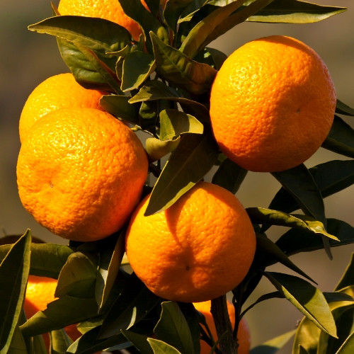 Mandarin Silverhill - Pb6.5 - Image 2