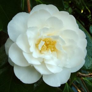 Camellia Coronation - 2.5Ltr (100/120)
