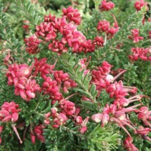 Grevillea Mt Tamboritha - Pb5