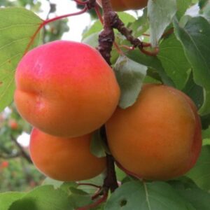 Apricot Earliril - Pb18