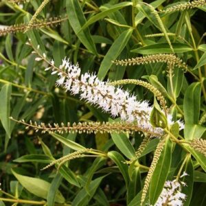 Hebe stricta, Koromiko - Pb3