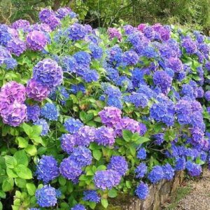 Hydrangea Hamburg - 2.5Ltr