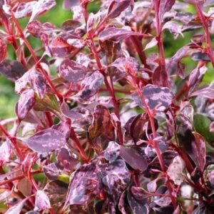 Berberis th. Rosy Glow - Pb5 (40/80)