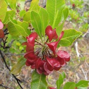 Dodonaea viscosa, Hop Bush - PB18