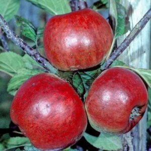 Apple Geeveston Fanny - Pb12