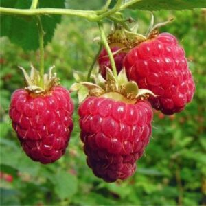 Raspberry Waiau - 2Ltr